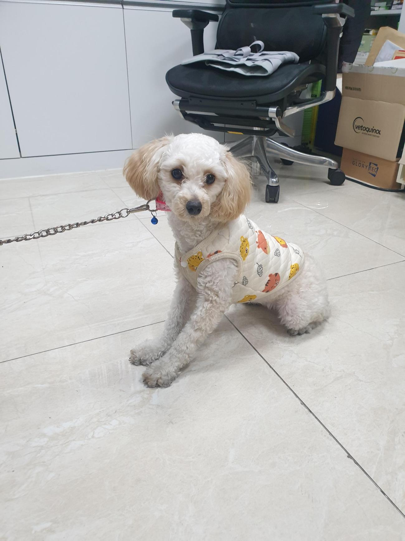 보호중 푸들의 가족…